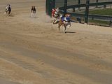 Golden Rabbit European Sandtrack-Derby Th. Ernst (107)